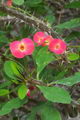 Euphorbia Milii